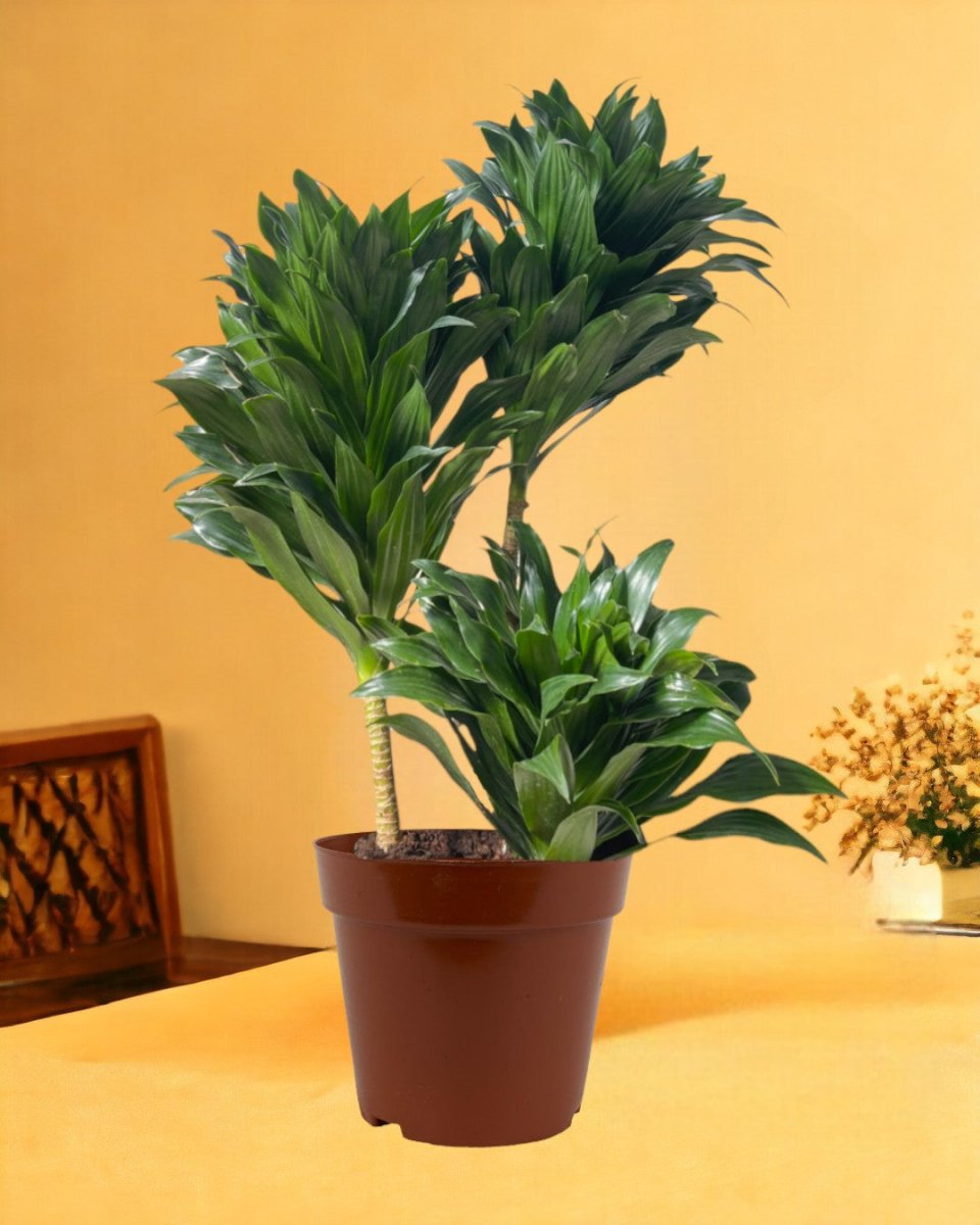 Dracaena Compacta - grow pot - Potted plant - Tumbleweed Plants - Online Plant Delivery Singapore