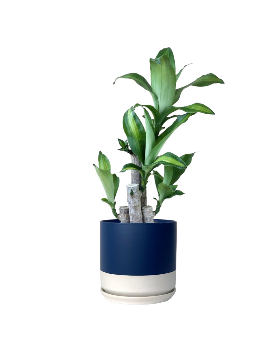 Dracaena Fragrans (Iron Tree) - 0.5m - blue white two tone pot - Potted plant - Tumbleweed Plants - Online Plant Delivery Singapore