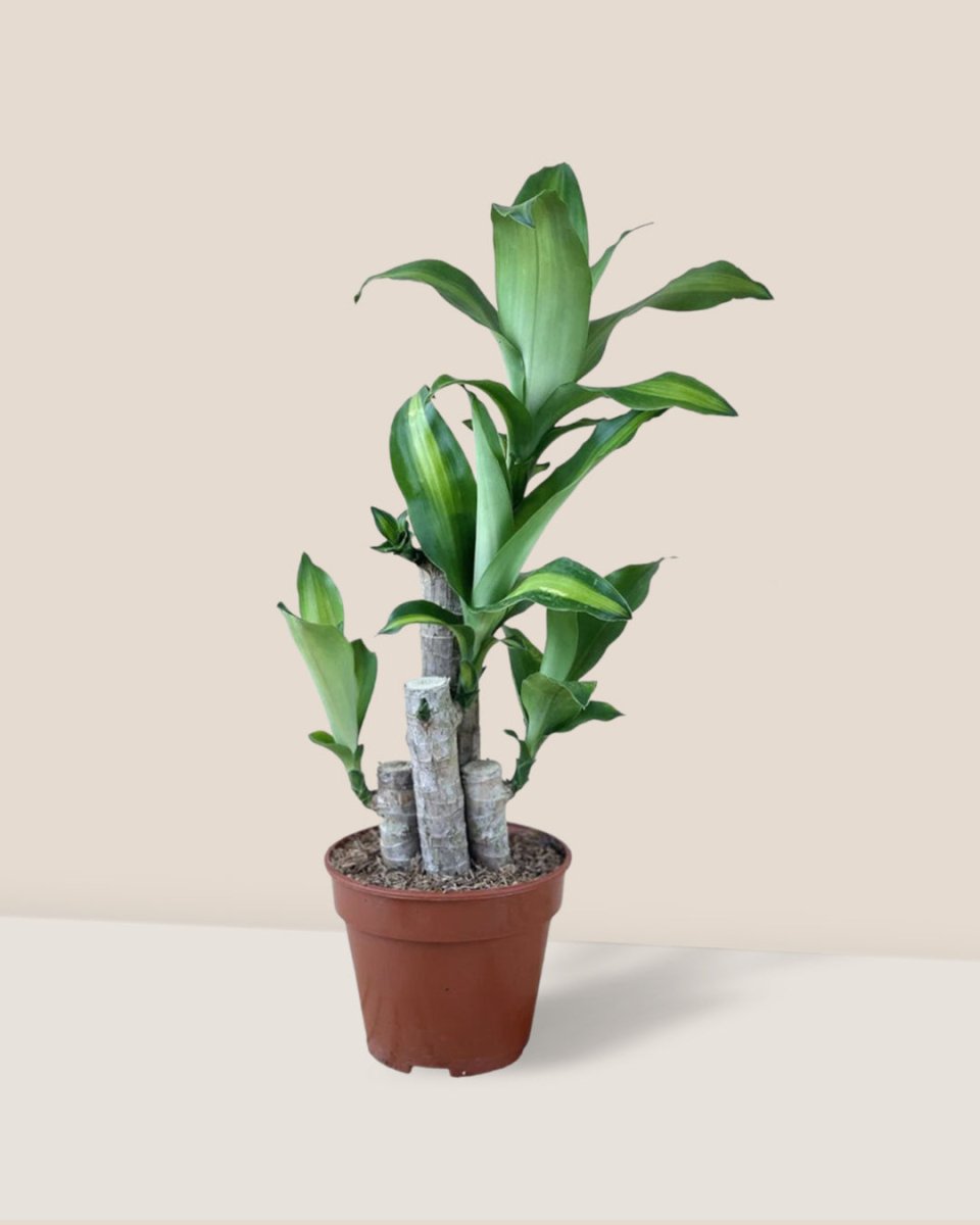Dracaena Fragrans (Iron Tree) - 0.5m - grow pot - Potted plant - Tumbleweed Plants - Online Plant Delivery Singapore
