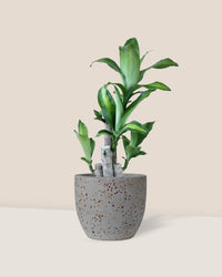 Dracaena Fragrans (Iron Tree) - 0.5m - little egg pots grey - Potted plant - Tumbleweed Plants - Online Plant Delivery Singapore