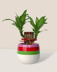 Dracaena Fragrans Iron Tree Single Stem - poppy color planter - ariel - Potted plant - Tumbleweed Plants - Online Plant Delivery Singapore