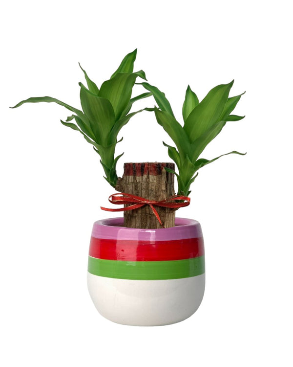 Dracaena Fragrans Iron Tree Single Stem - poppy color planter - ariel - Potted plant - Tumbleweed Plants - Online Plant Delivery Singapore