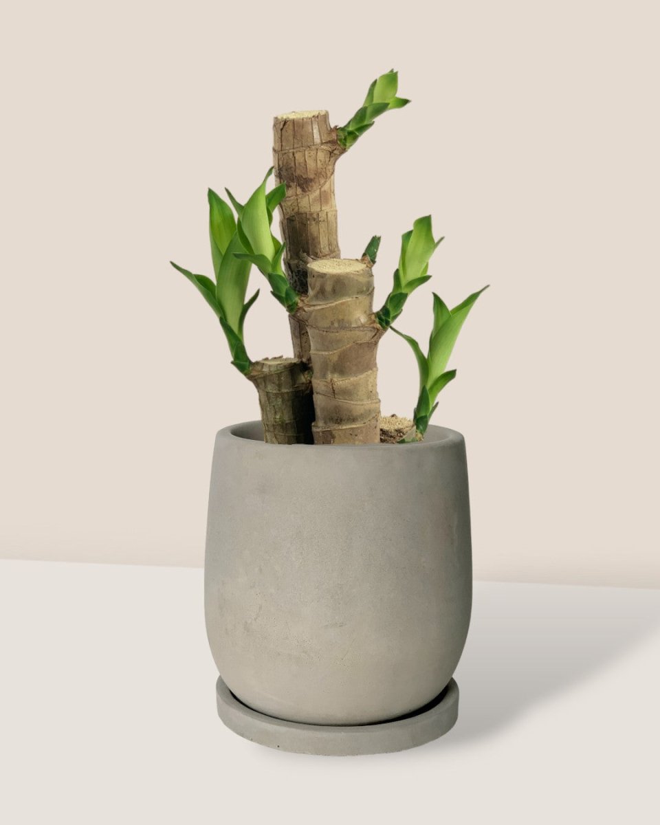 Dracaena Fragrans Iron Tree (small) - dusty grey cement planter with tray - (16cm) - Potted plant - Tumbleweed Plants - Online Plant Delivery Singapore