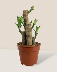Dracaena Fragrans Iron Tree (small) - grow pot - Potted plant - Tumbleweed Plants - Online Plant Delivery Singapore