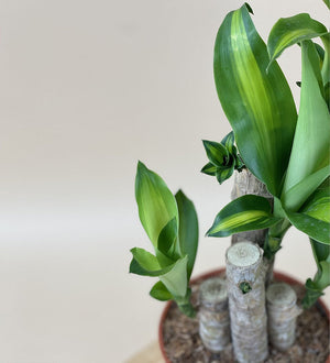 Dracaena Fragrans(Iron Tree) - 50cm - Just plant - Tumbleweed Plants - Online Plant Delivery Singapore