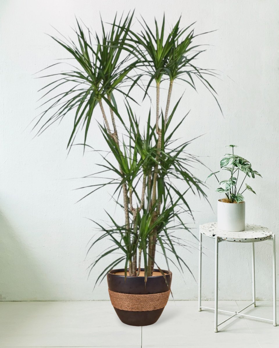 Dracaena Marginata - charlie pot - Potted plant - Tumbleweed Plants - Online Plant Delivery Singapore