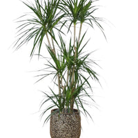 Dracaena Marginata