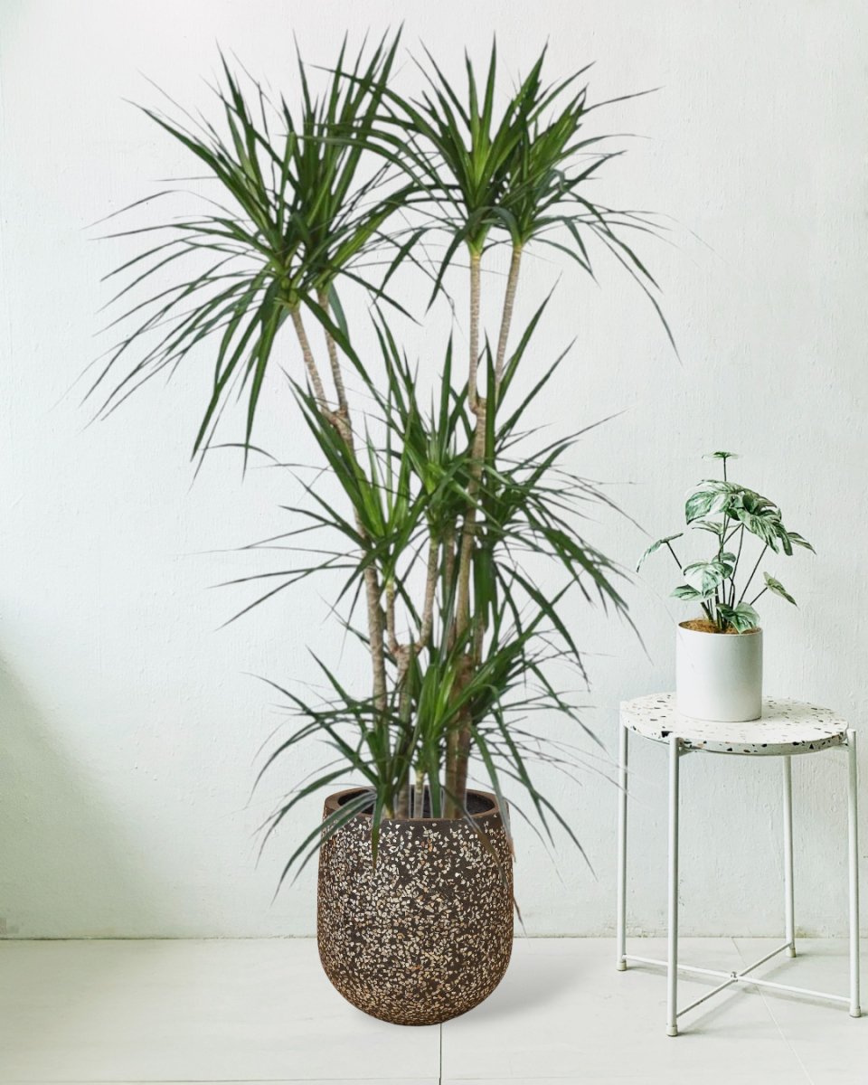 Dracaena Marginata - charlie pot - Potted plant - Tumbleweed Plants - Online Plant Delivery Singapore