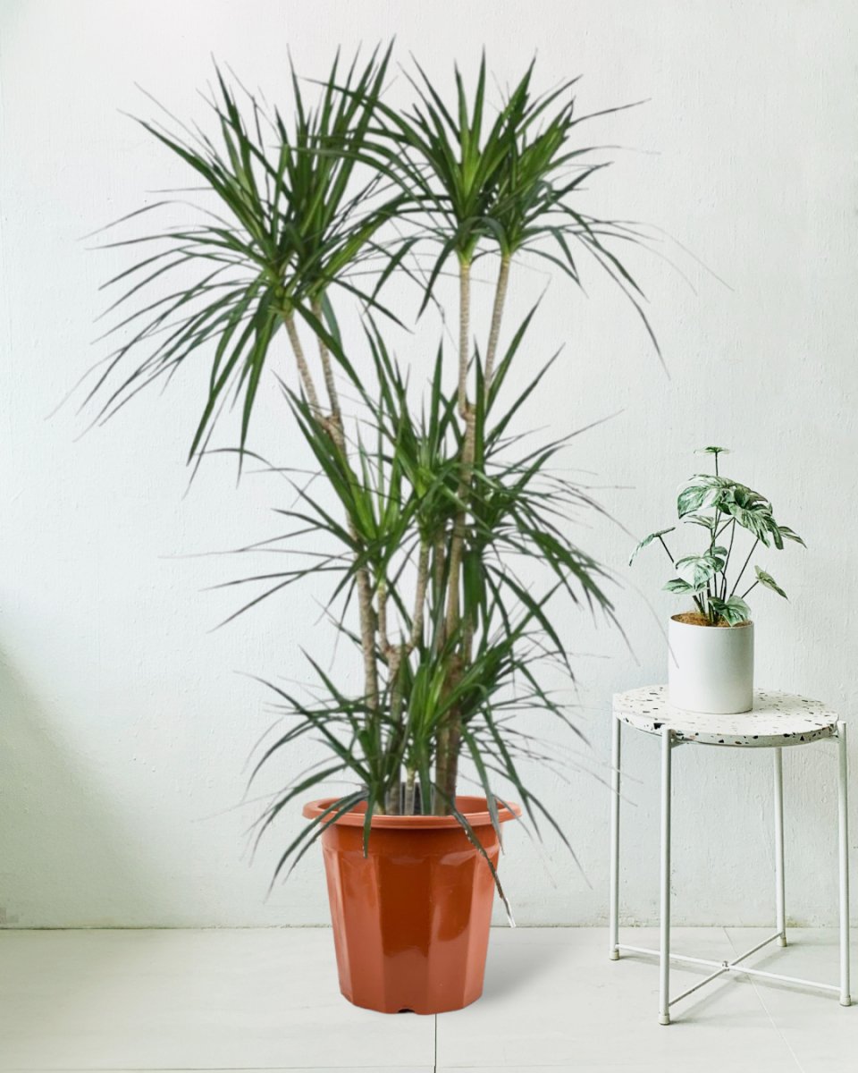 Dracaena Marginata - grow pot - Potted plant - Tumbleweed Plants - Online Plant Delivery Singapore