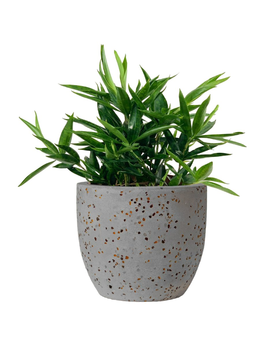 Dracaena Surculosa Dwarf - egg pot - small/grey - Potted plant - Tumbleweed Plants - Online Plant Delivery Singapore