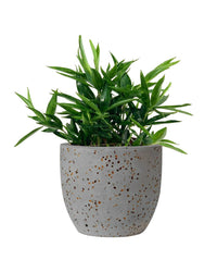 Dracaena Surculosa Dwarf - egg pot - small/grey - Potted plant - Tumbleweed Plants - Online Plant Delivery Singapore