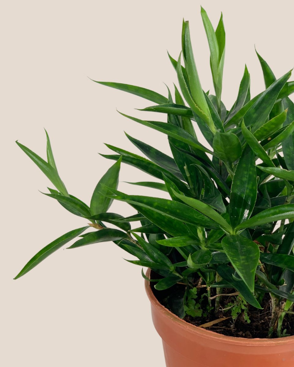 Dracaena Surculosa Dwarf - grow pot - Potted plant - Tumbleweed Plants - Online Plant Delivery Singapore