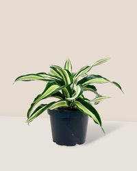 Dracaena Surprise - grow pot - Potted plant - Tumbleweed Plants - Online Plant Delivery Singapore
