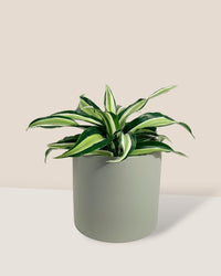 Dracaena Surprise - olive bloom ceramic pot - large - Potted plant - Tumbleweed Plants - Online Plant Delivery Singapore