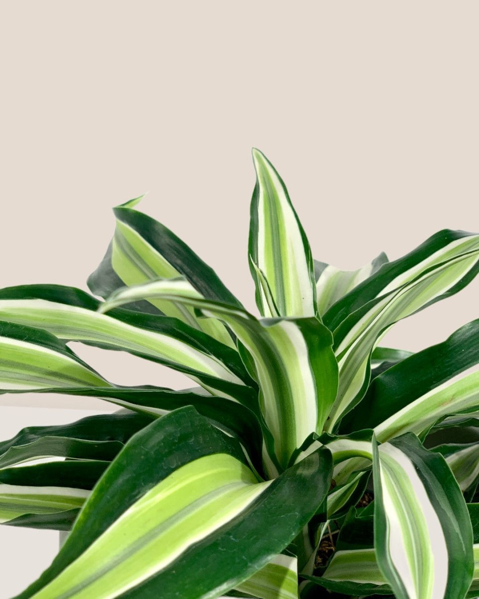 Dracaena Surprise - olive bloom ceramic pot - large - Potted plant - Tumbleweed Plants - Online Plant Delivery Singapore