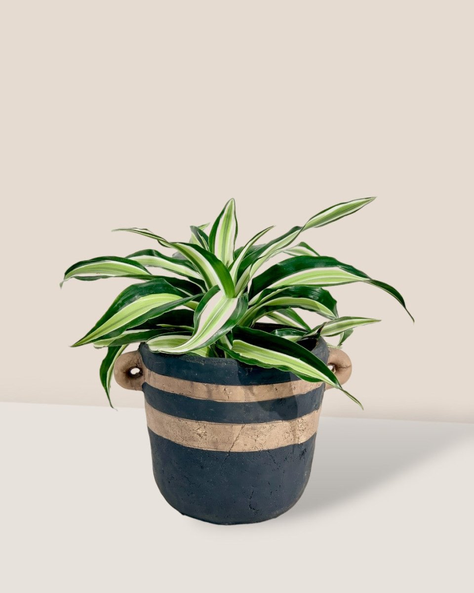 Dracaena Surprise - portafino planter - black - Potted plant - Tumbleweed Plants - Online Plant Delivery Singapore