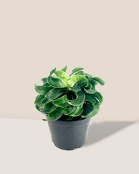 Dracaena Tornado - grow pot - Potted plant - Tumbleweed Plants - Online Plant Delivery Singapore