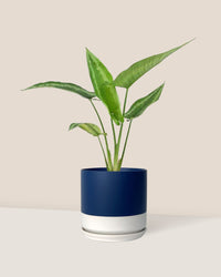 Drop Tongue Plant - blue white two tone pot - Just plant - Tumbleweed Plants - Online Plant Delivery Singapore
