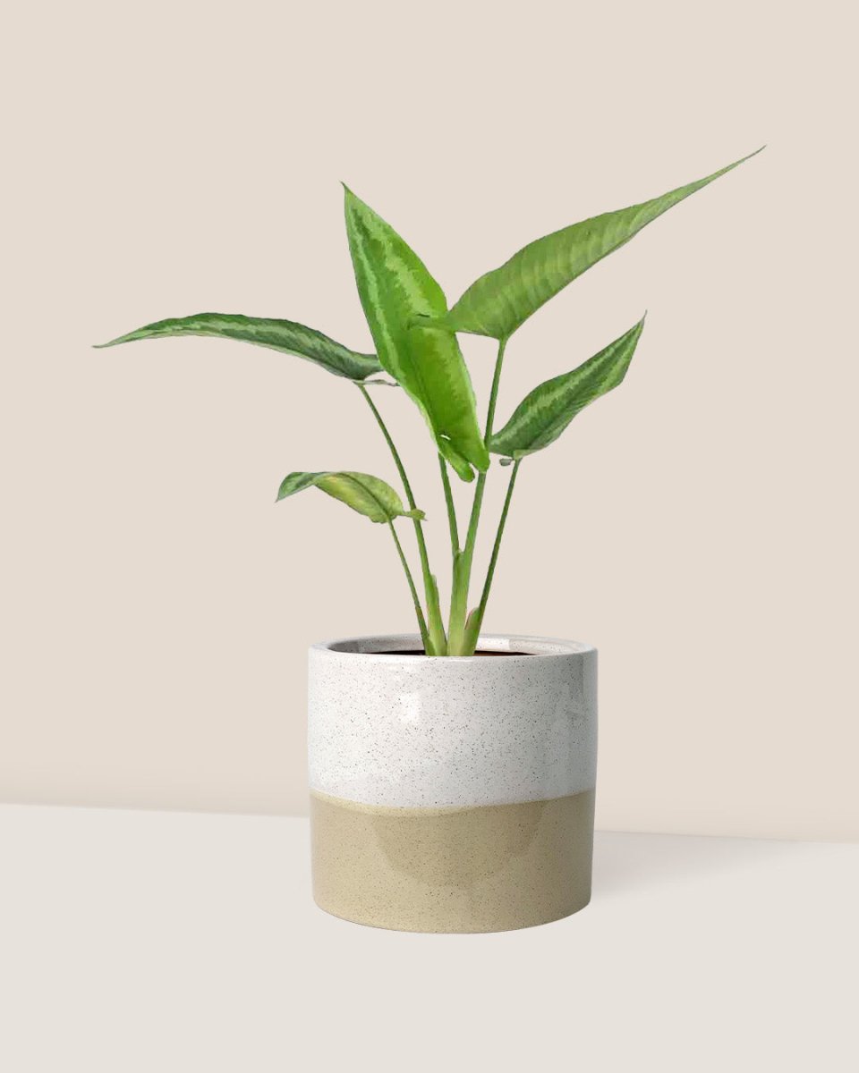 Drop Tongue Plant - cream two tone planter - Just plant - Tumbleweed Plants - Online Plant Delivery Singapore