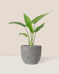 Drop Tongue Plant - egg pot - small/grey - Just plant - Tumbleweed Plants - Online Plant Delivery Singapore