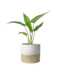 Drop Tongue Plant - egg pot - small/grey - Just plant - Tumbleweed Plants - Online Plant Delivery Singapore