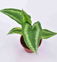 Drop Tongue Plant - grow pot - Just plant - Tumbleweed Plants - Online Plant Delivery Singapore