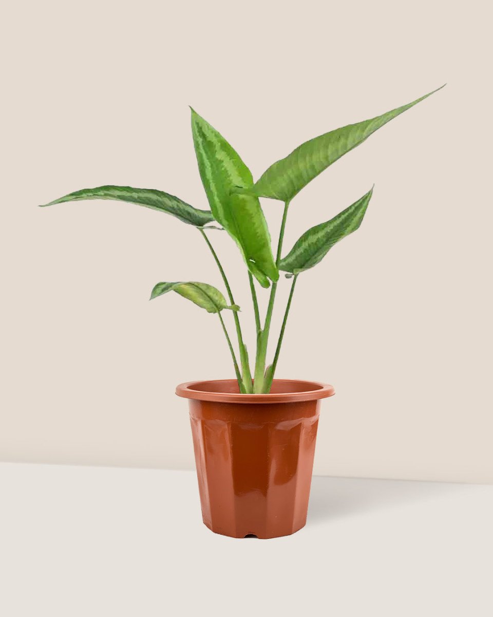 Drop Tongue Plant - grow pot - Just plant - Tumbleweed Plants - Online Plant Delivery Singapore