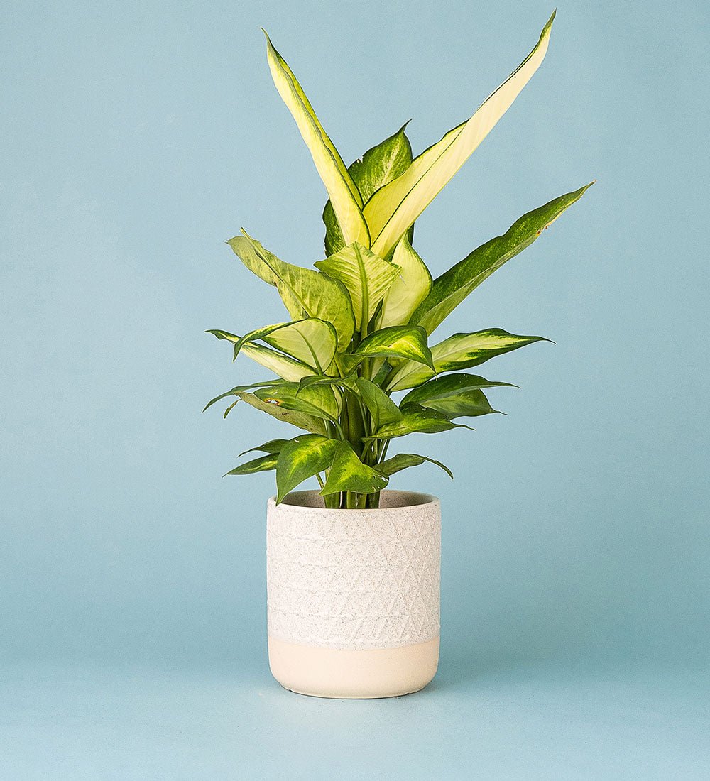 Dumb Cane - crochet planter small cream - Potted plant - Tumbleweed Plants - Online Plant Delivery Singapore
