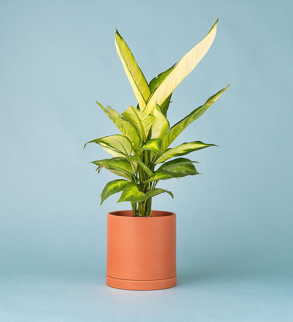 Dumb Cane - terracotta cylinder - Potted plant - Tumbleweed Plants - Online Plant Delivery Singapore