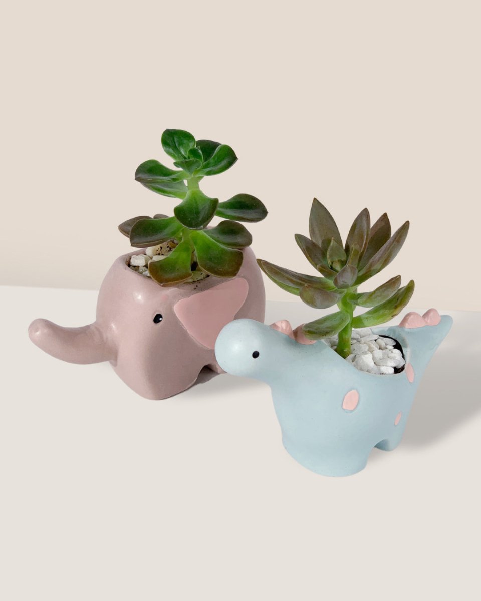 Dumbo Ceramic Pot - with plant (Style by Tumbleweed) - Pot - Tumbleweed Plants - Online Plant Delivery Singapore