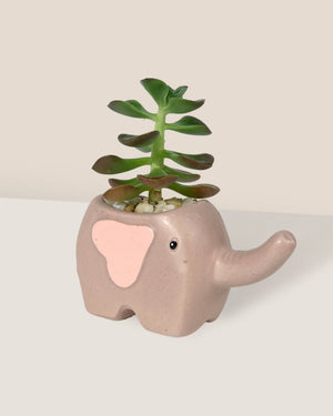 Dumbo Ceramic Pot - with plant (Style by Tumbleweed) - Pot - Tumbleweed Plants - Online Plant Delivery Singapore