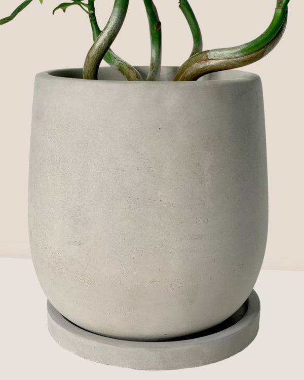 Dusty Grey Cement Planter with Tray - Pot - Tumbleweed Plants - Online Plant Delivery Singapore