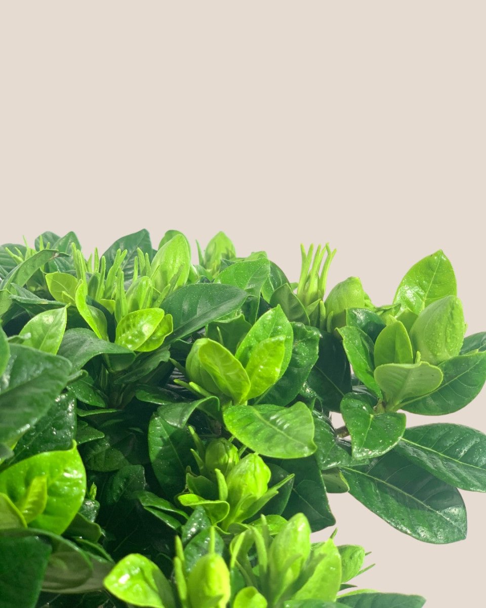 Dwarf Gardenia Jasminoides - grow pot - Potted plant - Tumbleweed Plants - Online Plant Delivery Singapore