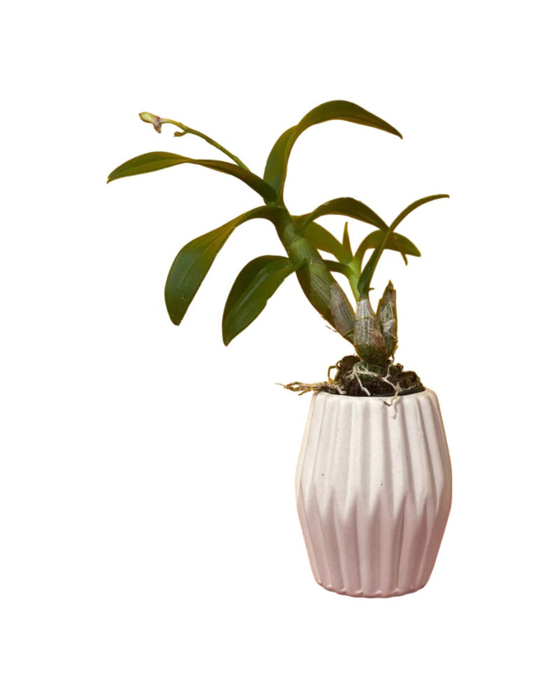 Dwarf Purple Orchid - geometric mini pots white (short) - Potted plant - Tumbleweed Plants - Online Plant Delivery Singapore