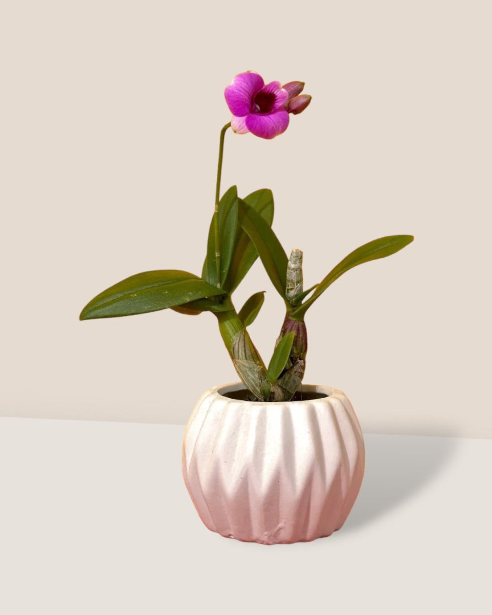Dwarf Purple Orchid - geometric mini pots white (short) - Potted plant - Tumbleweed Plants - Online Plant Delivery Singapore