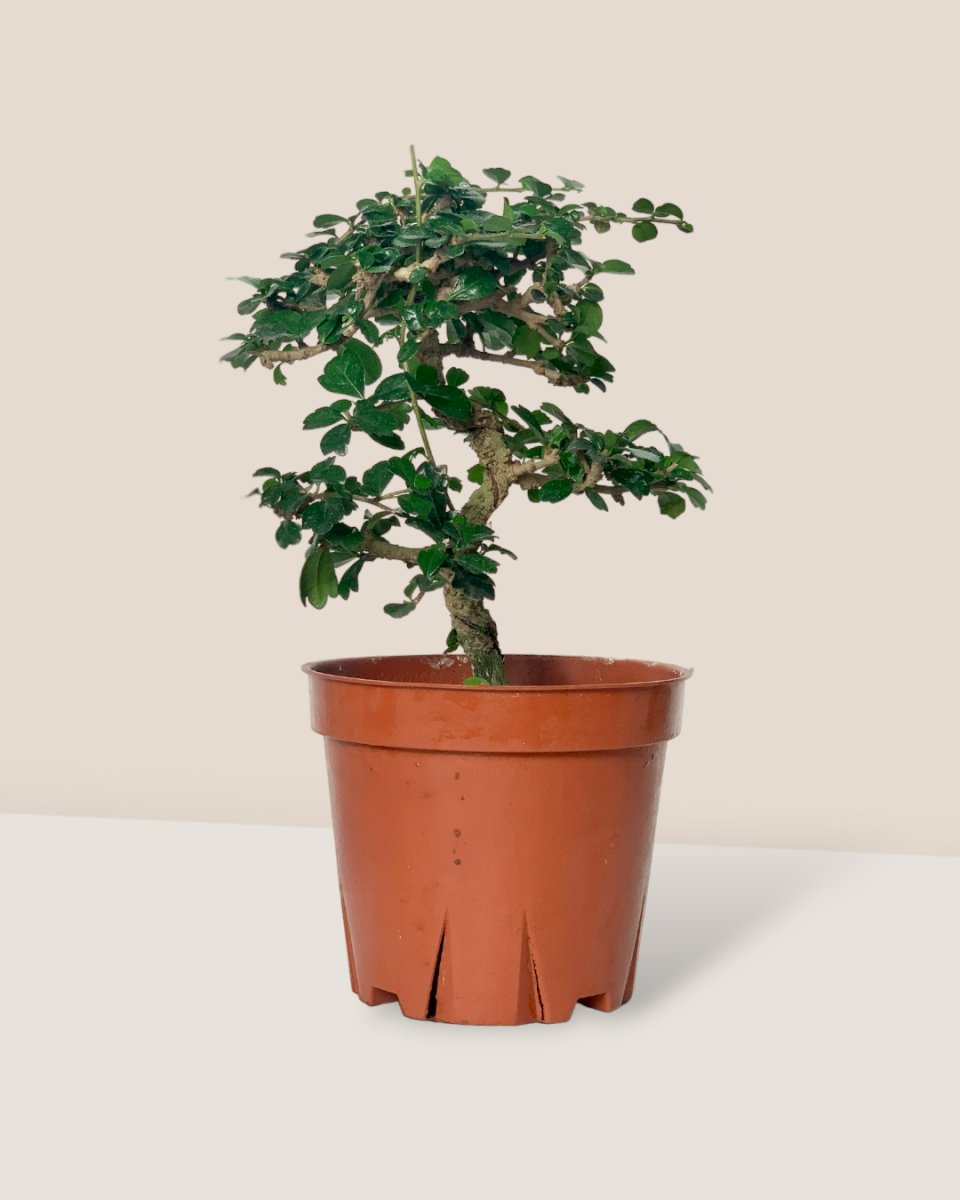 Ehretia Bonsai - grow pot - Potted plant - Tumbleweed Plants - Online Plant Delivery Singapore