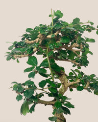 Ehretia Bonsai - grow pot - Potted plant - Tumbleweed Plants - Online Plant Delivery Singapore