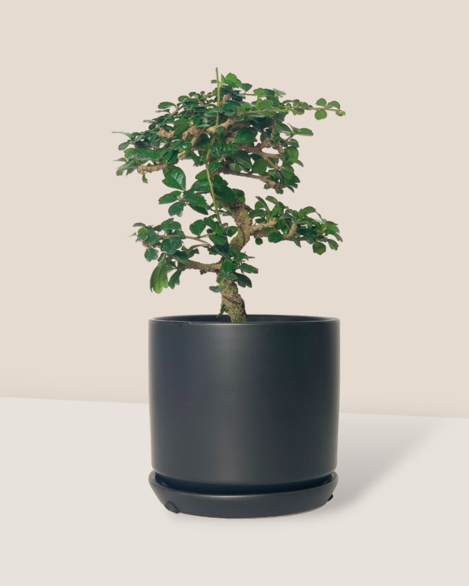 Ehretia Bonsai - little cylinder black with tray planter - Potted plant - Tumbleweed Plants - Online Plant Delivery Singapore