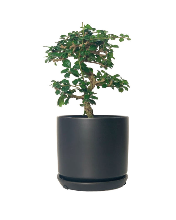 Ehretia Bonsai - smoffy cement planter - round - Potted plant - Tumbleweed Plants - Online Plant Delivery Singapore