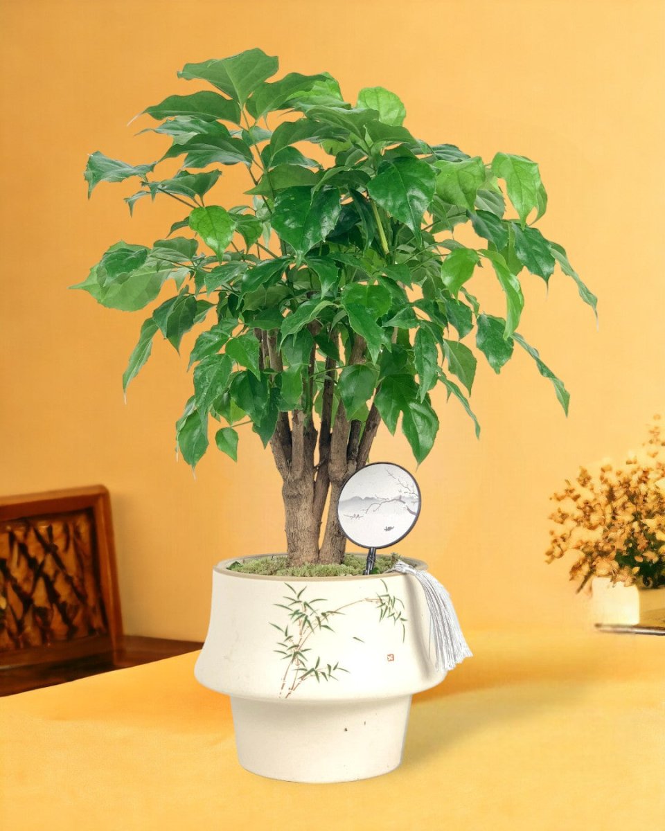 Elegant China Doll in Oriental Ceramic Pot - Potted plant - Tumbleweed Plants - Online Plant Delivery Singapore