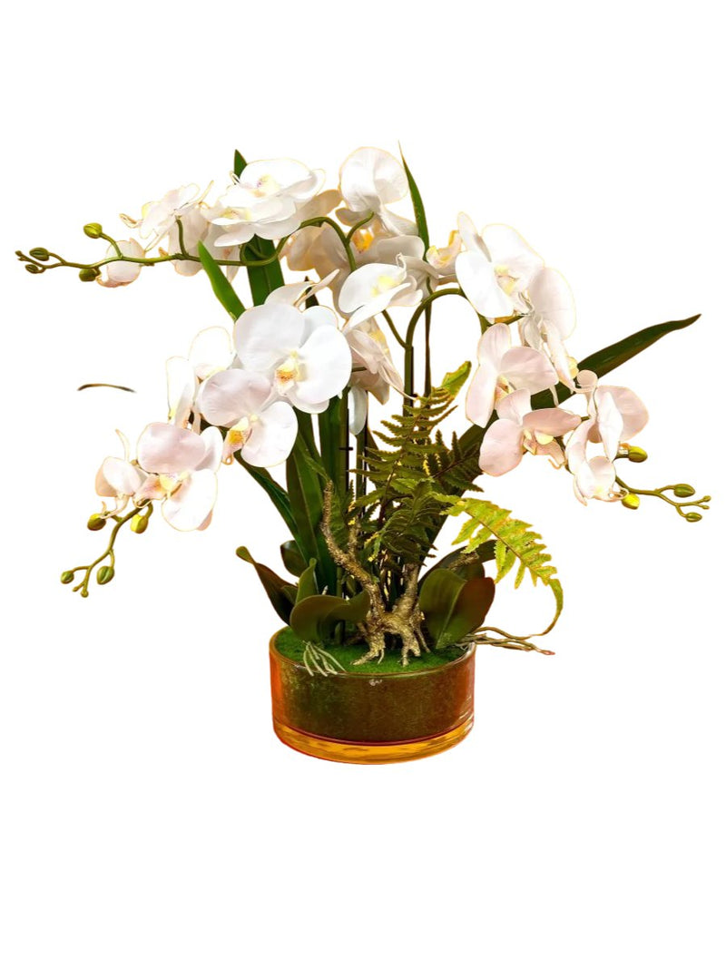 Elegant Pure White Phalaenopsis - Gifting plant - Tumbleweed Plants - Online Plant Delivery Singapore