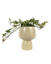 English Ivy - ceramic sand pot - Just plant - Tumbleweed Plants - Online Plant Delivery Singapore