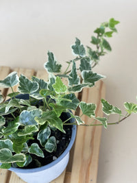 English Ivy - grow pot - Just plant - Tumbleweed Plants - Online Plant Delivery Singapore