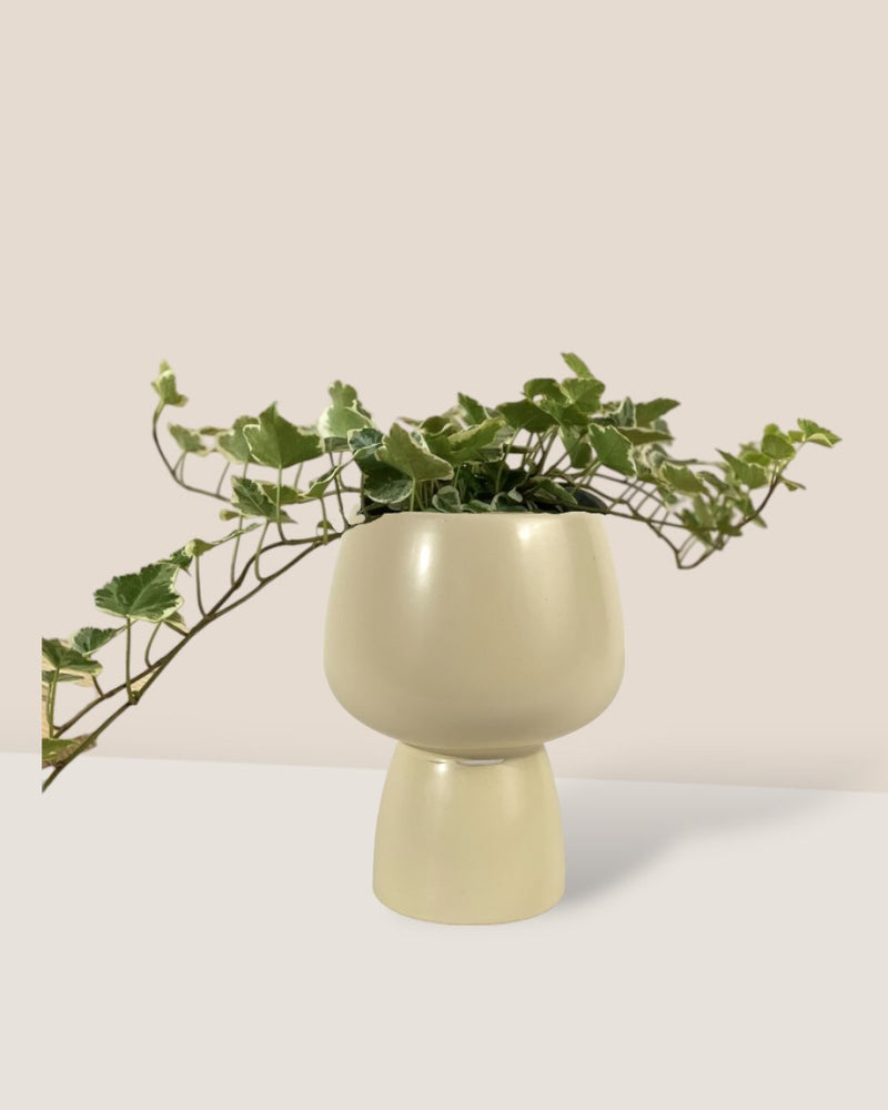 English Ivy - grow pot - Just plant - Tumbleweed Plants - Online Plant Delivery Singapore