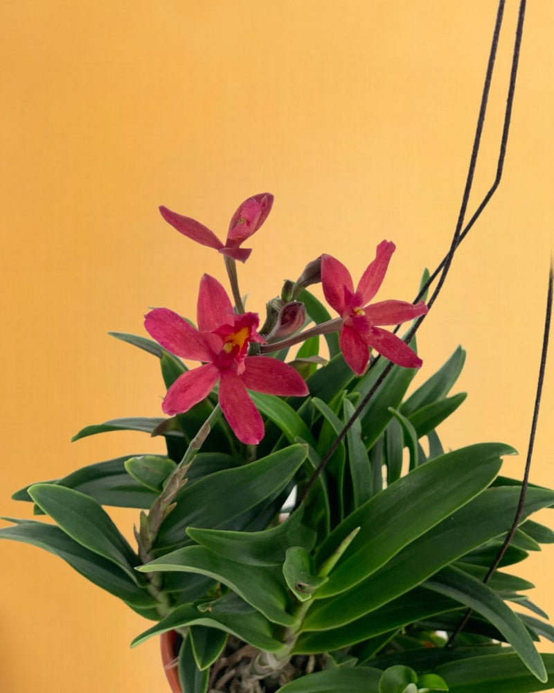 Epidendrum Orchid - Gifting plant - Tumbleweed Plants - Online Plant Delivery Singapore
