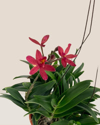 Epidendrum Orchid - Gifting plant - Tumbleweed Plants - Online Plant Delivery Singapore