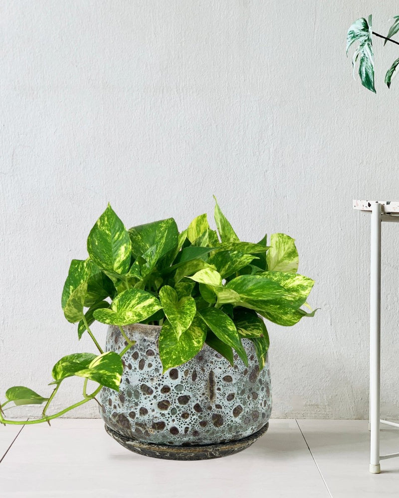 Epipremnum Aureum - Hanging Golden Pothos (Variegated) - brown moon pot - large with tray - Gifting plant - Tumbleweed Plants - Online Plant Delivery Singapore