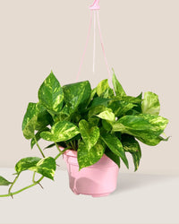 Epipremnum Aureum - Hanging Golden Pothos (Variegated) - hanging plastic grow pot - Gifting plant - Tumbleweed Plants - Online Plant Delivery Singapore