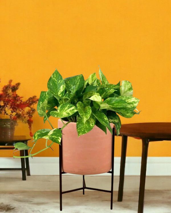 Epipremnum Aureum - Hanging Golden Pothos (Variegated) - sedona stand - Gifting plant - Tumbleweed Plants - Online Plant Delivery Singapore