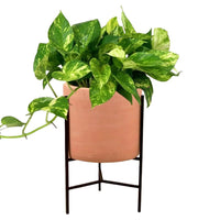 Epipremnum Aureum - Golden Pothos (Variegated)